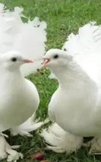 کبوتر دم چتری