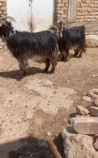 میش بز بره کهره قوچ پازن