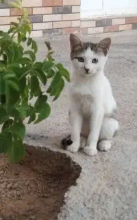 واگذاری دو عدد گربه