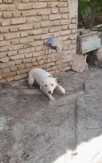 توله سگ