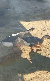سه قطعه قوغاز