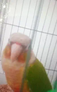 گمشده