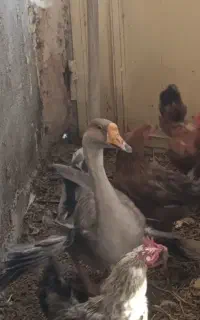 قوقاز ماده