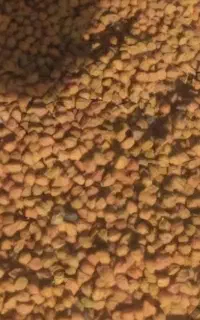 فروش نخود قرمز تناژ بالا