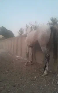 اسب نر..