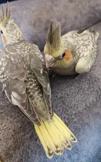 جوجه عروس هلندی