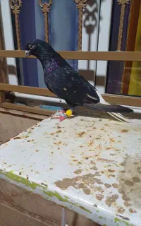 کبوتر