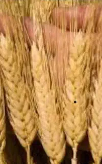 گندم ساورز
