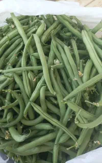 لوبیا سبز گوشتی به قیمت عمده