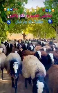 تعداد 220 راس از گوسفند های اصیل و زیبای نژاد شال