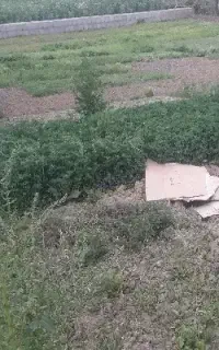 علف تراشی مناسب