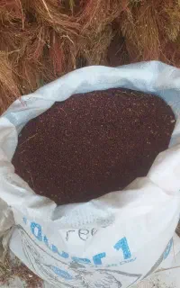 تخم جارو