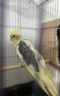 عروس هلندی نر  ابلغ مست و اماده