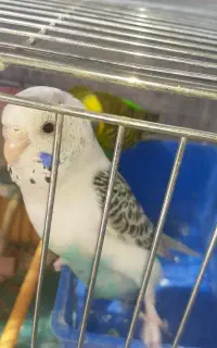 یک جفت مرغ عشق