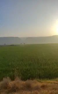 سمپاشی هوایی با پهپاد