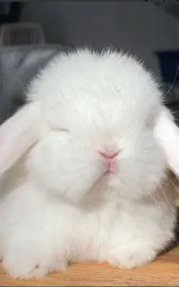 خرگوش نژاد گوش افتاده