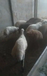 گوسفند