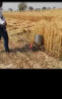 بریدن گندم