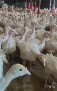 جوجه بوقلمون