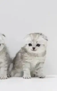 اسکاتیش سیلور