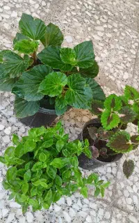 سه گل طبیعی
