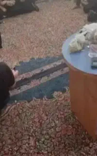 ورق واستخاره رایگان