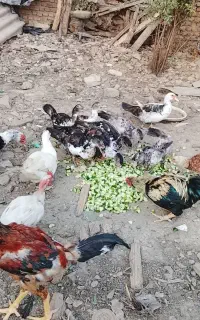 اردک خارجی