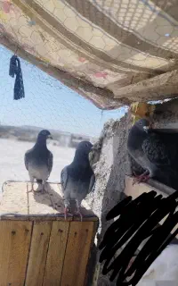 3 پلاکی یه سرور