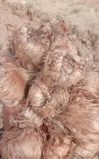 پیاز زعفران درشت و نقره