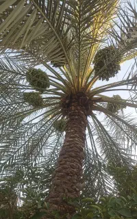گرده افشانی نخل آنجا م‌ داده میشود