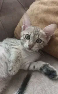 واگذاری گربه DSH