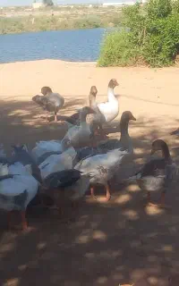 سوسنگرد