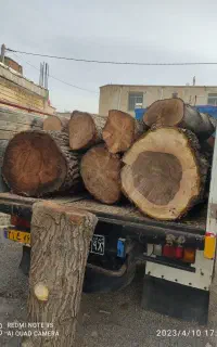 انواع چوب درخت سینم