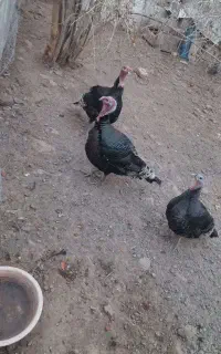 فروش بوقلمون