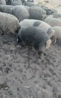 بره نر