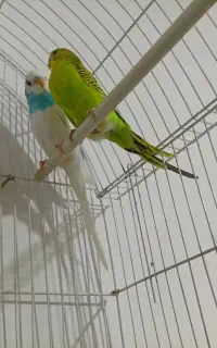 جفت مرغ عشق سرحال و یک جوجه