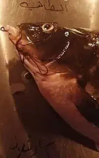 استخاره