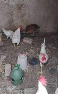 خروس ماشینی