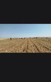 دسته کارگر دارم