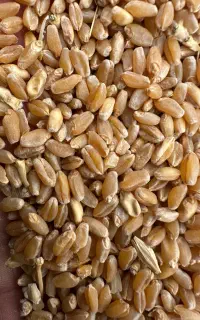 فروش گندم
