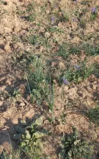 تیپ بارانی زعفران وشیرفلکه بازوبست سالم