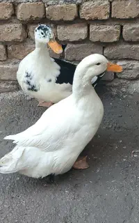 اردک
