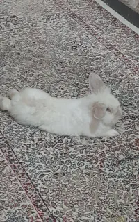 خرگوش معاوضه با اکانت کالاف