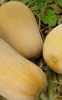 کدو حلوایی(خانوار)