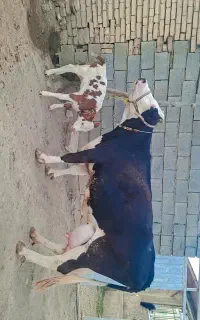 گاوسیمیتال