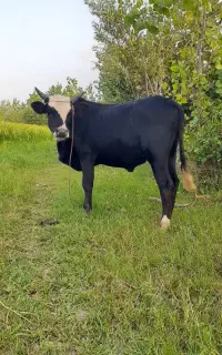 گاو نر ورزا چالوسی
