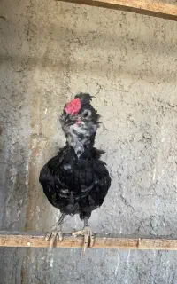 جوجه گلین اورجینال