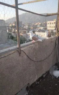 کفتر  پشدار.سرور.