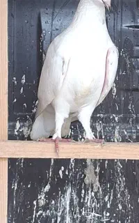 کبوتر