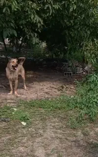 سگ سرابی